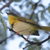 Nikornik żółtopierśny - Apalis flavida - Yellow-breasted Apalis