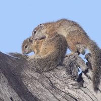 Zaroślarka akacjowa
