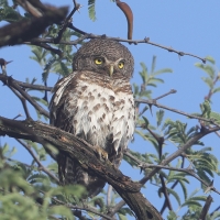 Sóweczka plamobrzucha - Glaucidium capense - African Barred Owlet