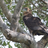 Kuglarz - Terathopius ecaudatus - Bateleur
