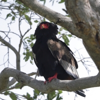 Kuglarz - Terathopius ecaudatus - Bateleur