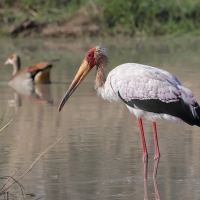 Dławigad afrykański - Mycteria ibis - Yellow-billed Stork