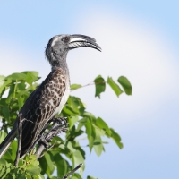 Toko nosaty - Lophoceros nasutus - African Grey Hornbill