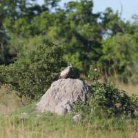 Sęp afrykański - Gyps africanus - White-backed Vulture