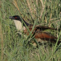 Kukal miedzianosterny - Centropus cupreicaudus - Coppery-tailed Coucal