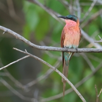 Żołna karminowa - Merops nubicoides - Southern Carmine Bee-eater