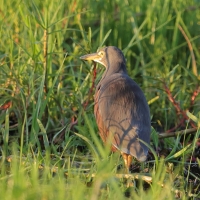 Czapla rudobrzucha - Ardeola rufiventris - Rufous-bellied heron