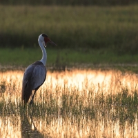 Żuraw koralowy - Grus carunculata - Wattled Crane