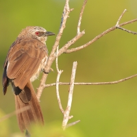 Tymal łuskogłowy - Turdoides hartlaubii - Hartlaub's Babbler