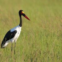 Żabiru afrykański - Ephippiorhynchus senegalensis - Saddle-billed Stork