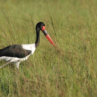Żabiru afrykański - Ephippiorhynchus senegalensis - Saddle-billed Stork