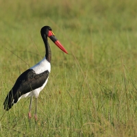 Żabiru afrykański - Ephippiorhynchus senegalensis - Saddle-billed Stork