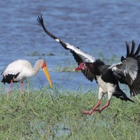 Gęsiec - Plectropterus gambensis - Spur-winged Goose