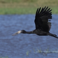 Kleszczak afrykański - Anastomus lamelligerus - African Openbill