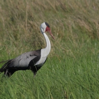 Żuraw koralowy - Grus carunculata - Wattled Crane