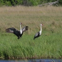 Żuraw koralowy - Grus carunculata - Wattled Crane