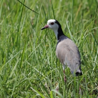 Czajka białolica - Vanellus crassirostris - Long-toed Lapwing
