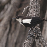 Smolarek białołbisty - Myrmecocichla arnotti - Arnot's chat