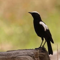 Smolarek białołbisty - Myrmecocichla arnotti - Arnot's chat