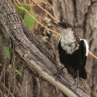 Smolarek białołbisty - Myrmecocichla arnotti - Arnot's chat