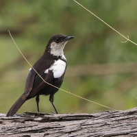 Smolarek białołbisty - Myrmecocichla arnotti - Arnot's chat