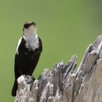 Smolarek białołbisty - Myrmecocichla arnotti - Arnot's chat