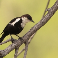 Smolarek białołbisty - Myrmecocichla arnotti - Arnot's chat