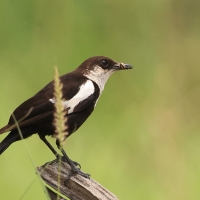 Smolarek białołbisty - Myrmecocichla arnotti - Arnot's chat