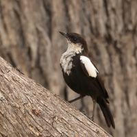 Smolarek białołbisty - Myrmecocichla arnotti - Arnot's chat