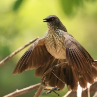 Tymal kroplisty - Turdoides jardineii - Arrow-marked Babbler