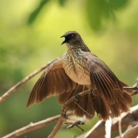 Tymal kroplisty - Turdoides jardineii - Arrow-marked Babbler
