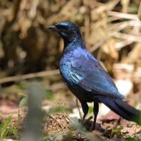 Błyszczak krępy - Lamprotornis australis - Burchell's Starling