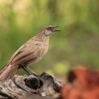 Tymal kroplisty - Turdoides jardineii - Arrow-marked Babbler