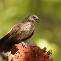 Tymal kroplisty - Turdoides jardineii - Arrow-marked Babbler