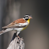 Trznadel złotobrzuchy - Emberiza flaviventris - Golden-breasted Bunting