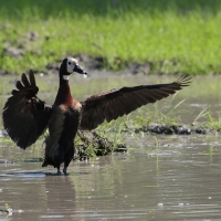 Drzewica białolica - Sarkidiornis melanotos - White-faced Whistling Duck