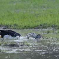 Dziwonos - Sarkidiornis melanotos - Comb Duck