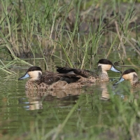 Srebrzanka hotentocka - Anas hottentota - Hottentot Teal