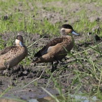 Srebrzanka hotentocka - Anas hottentota - Hottentot Teal