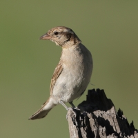 Wróbel białobrewy - Gymnoris superciliaris - Yellow-throated Petronia