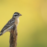 Wdówka rajska - Vidua paradisaea - Eastern Paradise Whydah