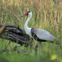 Żuraw koralowy - Grus carunculata - Wattled Crane