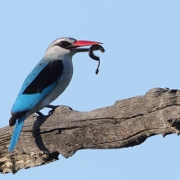 Łowiec jasny - Halcyon senegalensis - Woodland Kingfisher