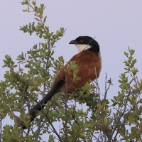 Kukal miedzianosterny - Centropus cupreicaudus - Coppery-tailed Coucal