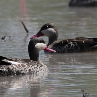 Srebrzanka czerwonodzioba - Anas erythrorhyncha - Red-billed Teal