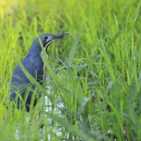Bączek ciemny - Ixobrychus sturmii - Dwarf Bittern