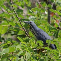 Bączek ciemny - Ixobrychus sturmii - Dwarf Bittern