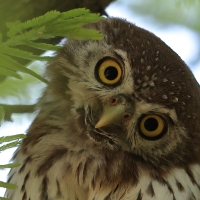 Sóweczka sawannowa - Glaucidium perlatum - Pearl-spotted Owlet