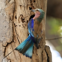 Kraska liliowopierśna - Coracias caudatus - Lilac-breasted Roller