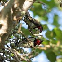 Wąsal obrożny - Lybius torquatus - Black-collared Barbet